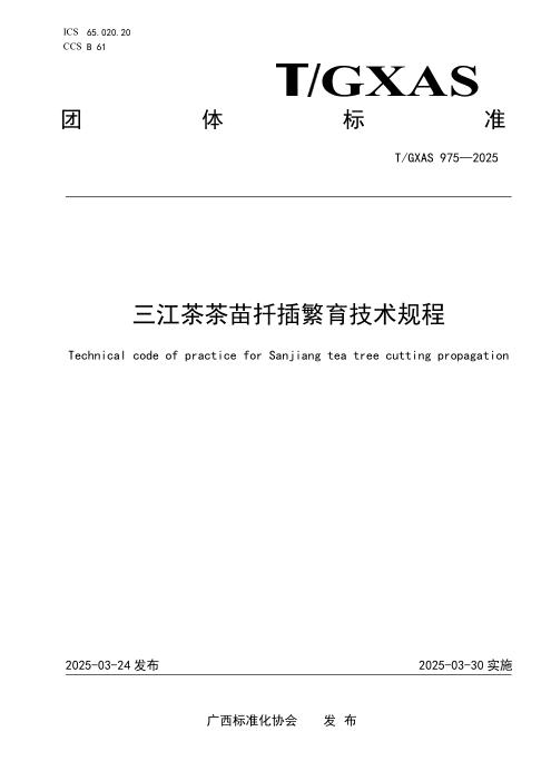 T/GXAS 975-2025 三江茶茶苗扦插繁育技术规程