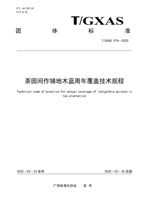 T/GXAS 974-2025 茶园间作铺地木蓝周年覆盖技术规程