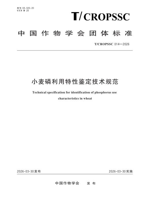 T/CROPSSC 014-2026 小麦磷利用特性鉴定技术规范