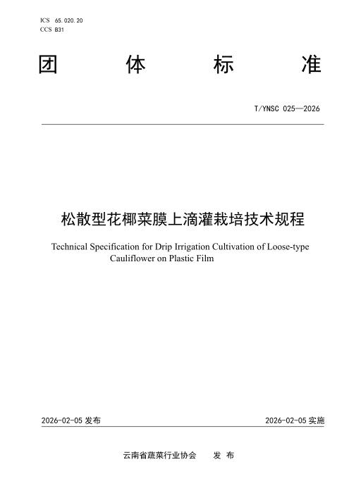 T/YNSC 025-2026 松散型花椰菜膜上滴灌栽培技术规程